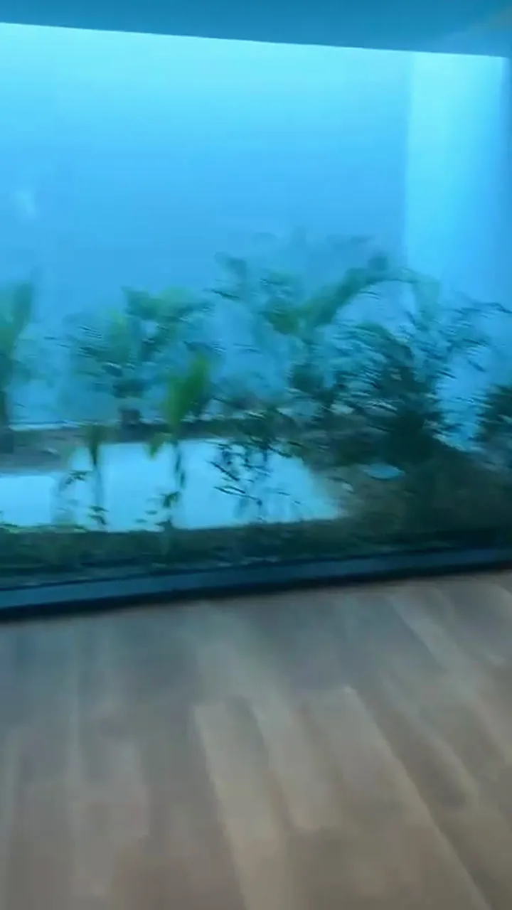 The sunken garden seen through glass from the lower ground floor